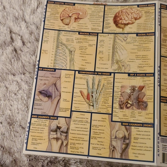 Anatomy quick study guide - Picture 5 of 6
